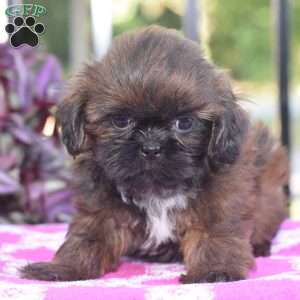 Mack, Shih Tzu Puppy