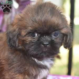 Mack, Shih Tzu Puppy