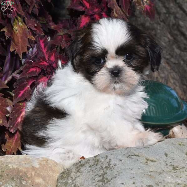 Macy, Shih Tzu Puppy