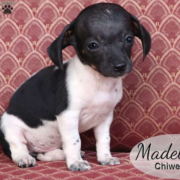 Madelyn, Chiweenie Puppy