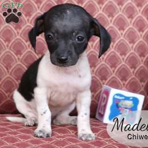 Madelyn, Chiweenie Puppy