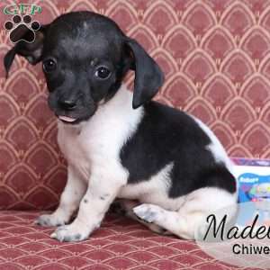 Madelyn, Chiweenie Puppy