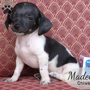 Madelyn, Chiweenie Puppy