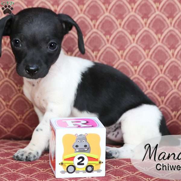 Mandy, Chiweenie Puppy