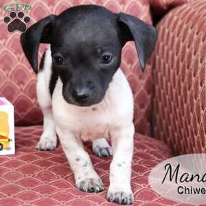 Mandy, Chiweenie Puppy