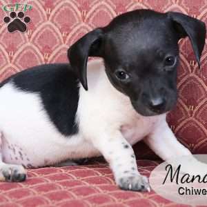 Mandy, Chiweenie Puppy