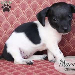 Mandy, Chiweenie Puppy