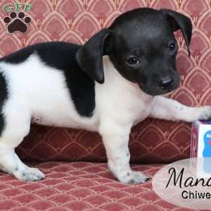 Mandy, Chiweenie Puppy