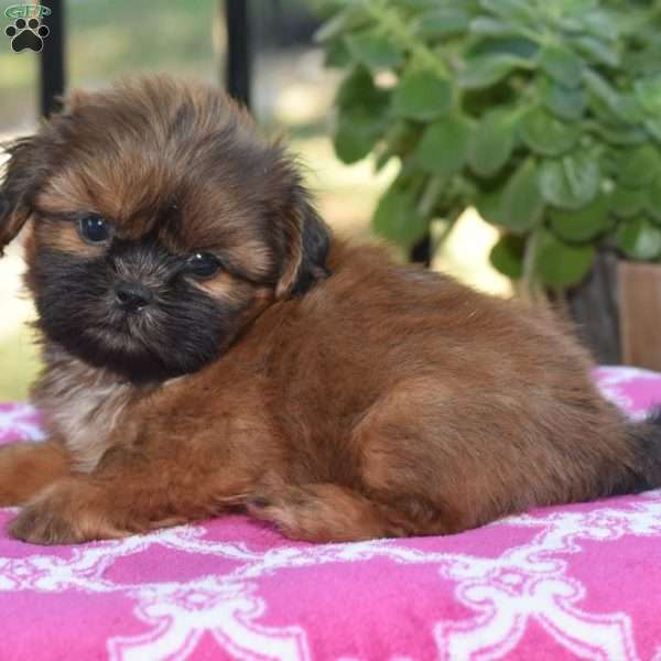 Mario, Shih Tzu Puppy