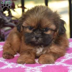 Mario, Shih Tzu Puppy