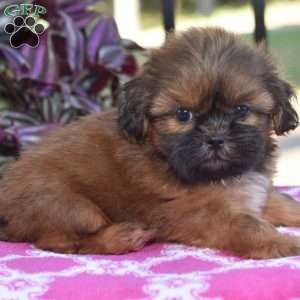 Mario, Shih Tzu Puppy