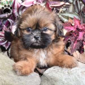Mario, Shih Tzu Puppy