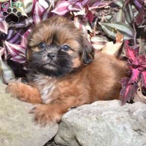 Mario, Shih Tzu Puppy