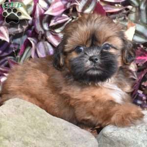 Mario, Shih Tzu Puppy