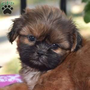 Mario, Shih Tzu Puppy