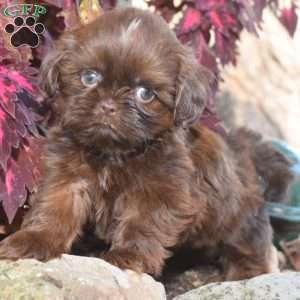 Mason, Shih Tzu Puppy