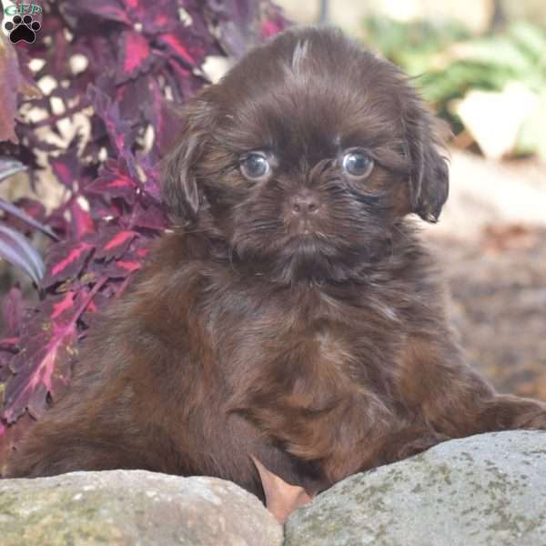 Mason, Shih Tzu Puppy