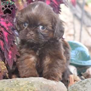 Mason, Shih Tzu Puppy