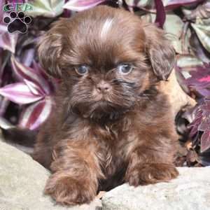 Mason, Shih Tzu Puppy