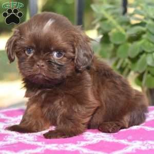 Mason, Shih Tzu Puppy