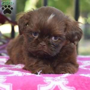 Mason, Shih Tzu Puppy