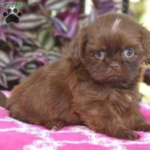 Mason, Shih Tzu Puppy