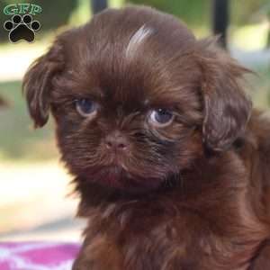 Mason, Shih Tzu Puppy
