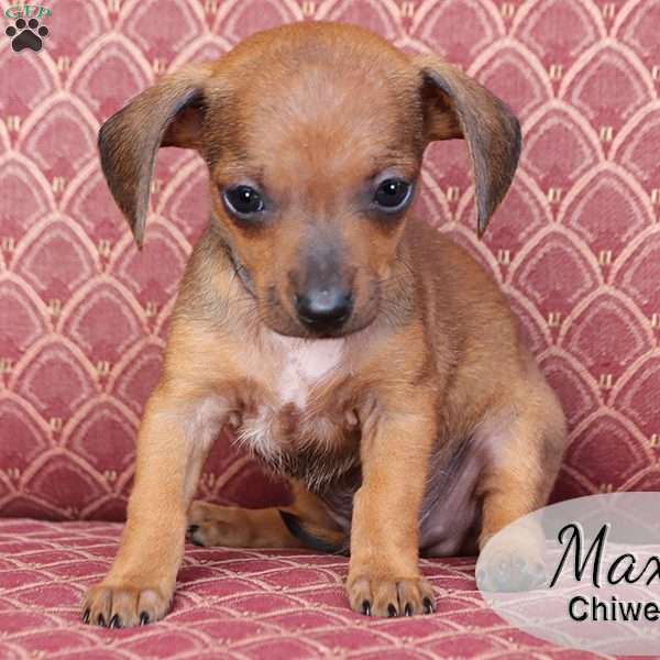Max, Chiweenie Puppy