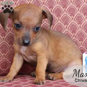 Max, Chiweenie Puppy