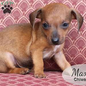 Max, Chiweenie Puppy