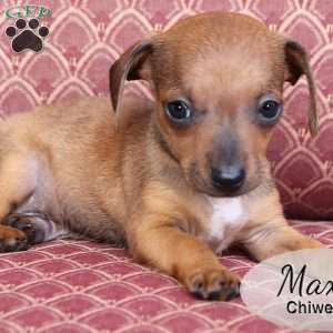 Max, Chiweenie Puppy