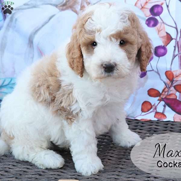 Max, Cockapoo Puppy