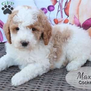 Max, Cockapoo Puppy