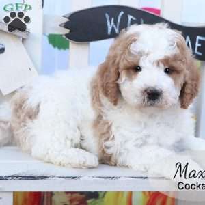 Max, Cockapoo Puppy