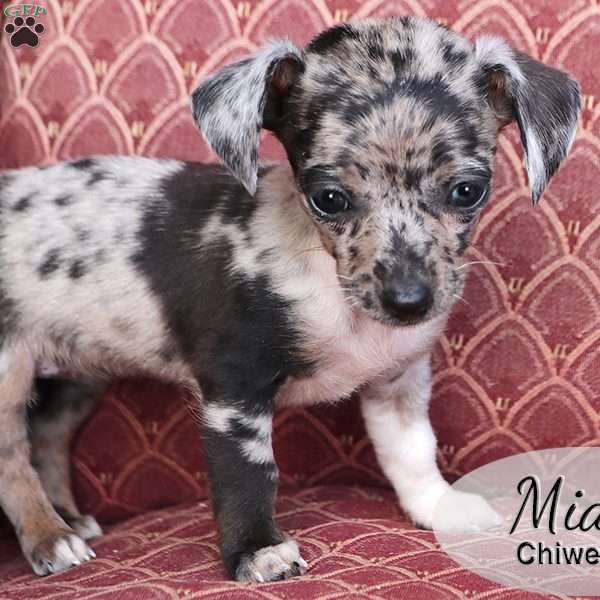 Mia, Chiweenie Puppy