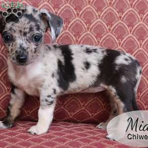 Mia, Chiweenie Puppy