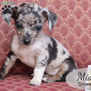 Mia, Chiweenie Puppy
