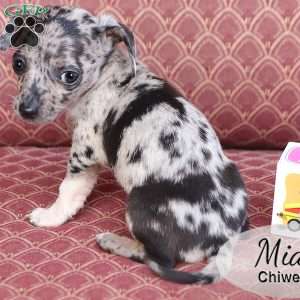 Mia, Chiweenie Puppy
