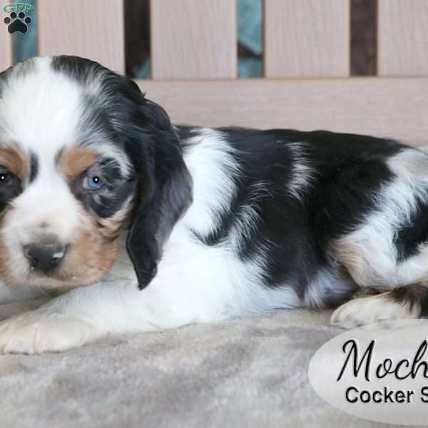 Mocha, Cocker Spaniel Puppy