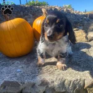 Poof, Dachshund Puppy