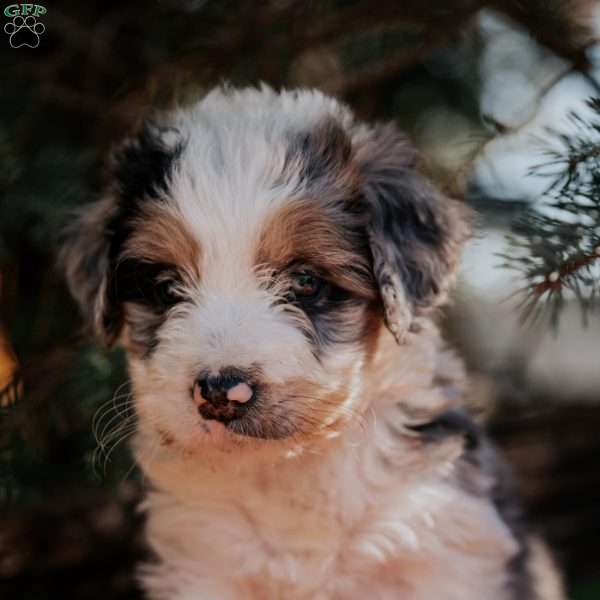 Nancy, Mini Bernedoodle Puppy