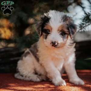 Nancy, Mini Bernedoodle Puppy