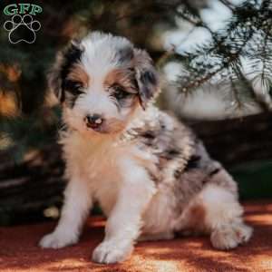 Nancy, Mini Bernedoodle Puppy
