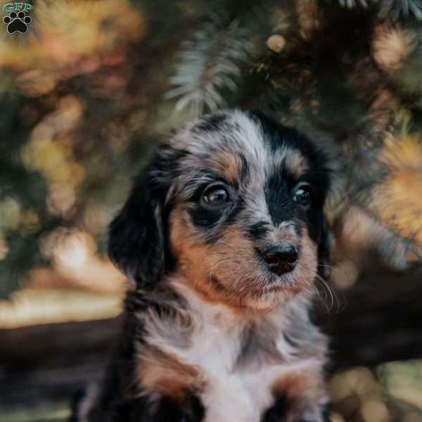 Nellie, Mini Bernedoodle Puppy