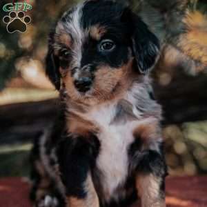 Nellie, Mini Bernedoodle Puppy