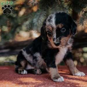 Nellie, Mini Bernedoodle Puppy