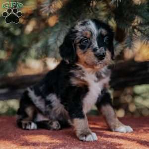 Nellie, Mini Bernedoodle Puppy