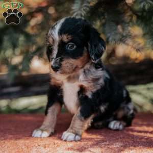 Nellie, Mini Bernedoodle Puppy