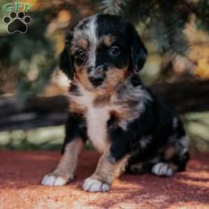 Nellie, Mini Bernedoodle Puppy
