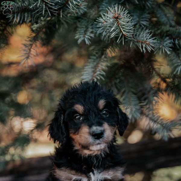 Nelson, Mini Bernedoodle Puppy